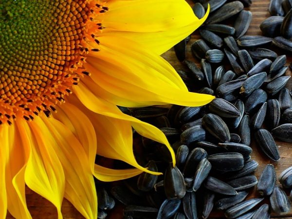 Roasted Sunflower Oil