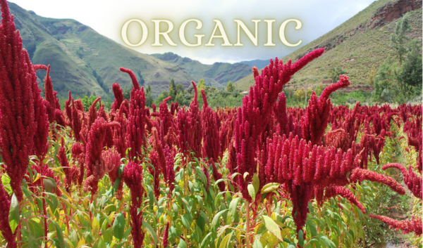 Organic Amaranth Urbech Paste - 250g
